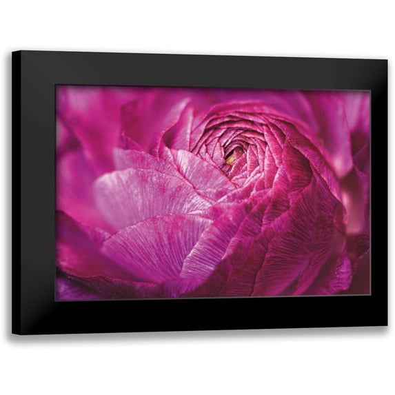 Marshall, Laura 24x17 Black Modern Framed Museum Art Print Titled - Ranunculus Abstract V Color