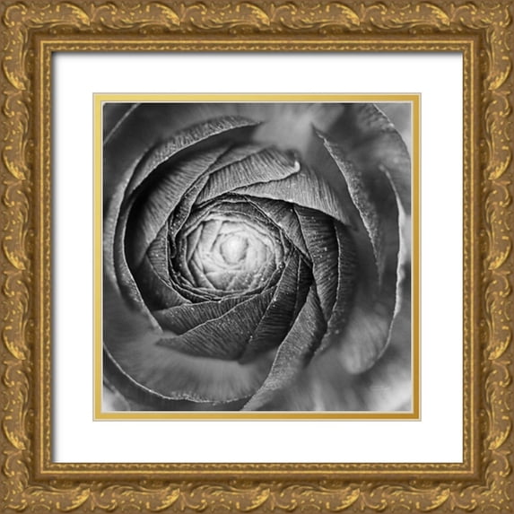 Marshall, Laura 26x26 Gold Ornate Wood Framed with Double Matting Museum Art Print Titled - Ranunculus Abstract I BW