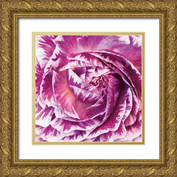 Marshall, Laura 26x26 Gold Ornate Wood Framed with Double Matting Museum Art Print Titled - Ranunculus Abstract IV Color