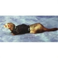thumbnail image 1 of Marshall Pet Products 260-00031 Marshall Pet Ferret Biker Jacket, 1 of 1