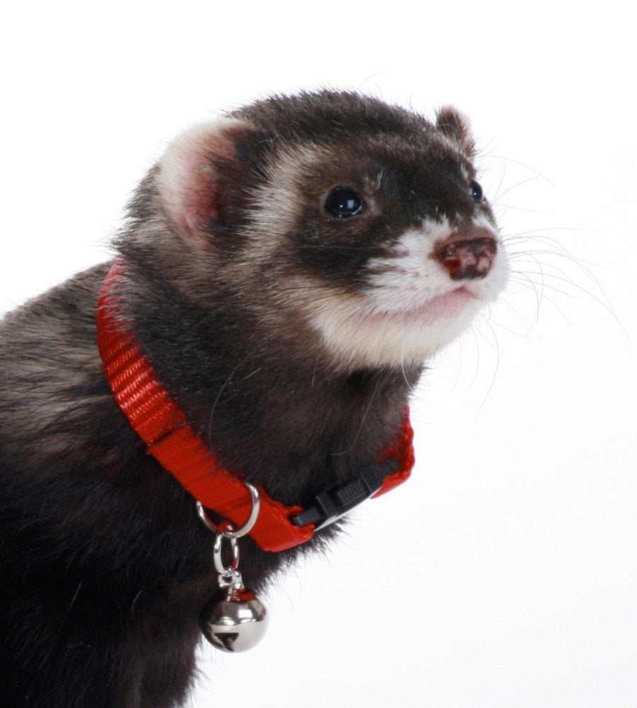 Ferret collars 2025
