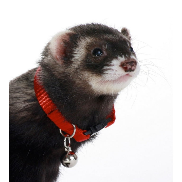 Ferret collars discount