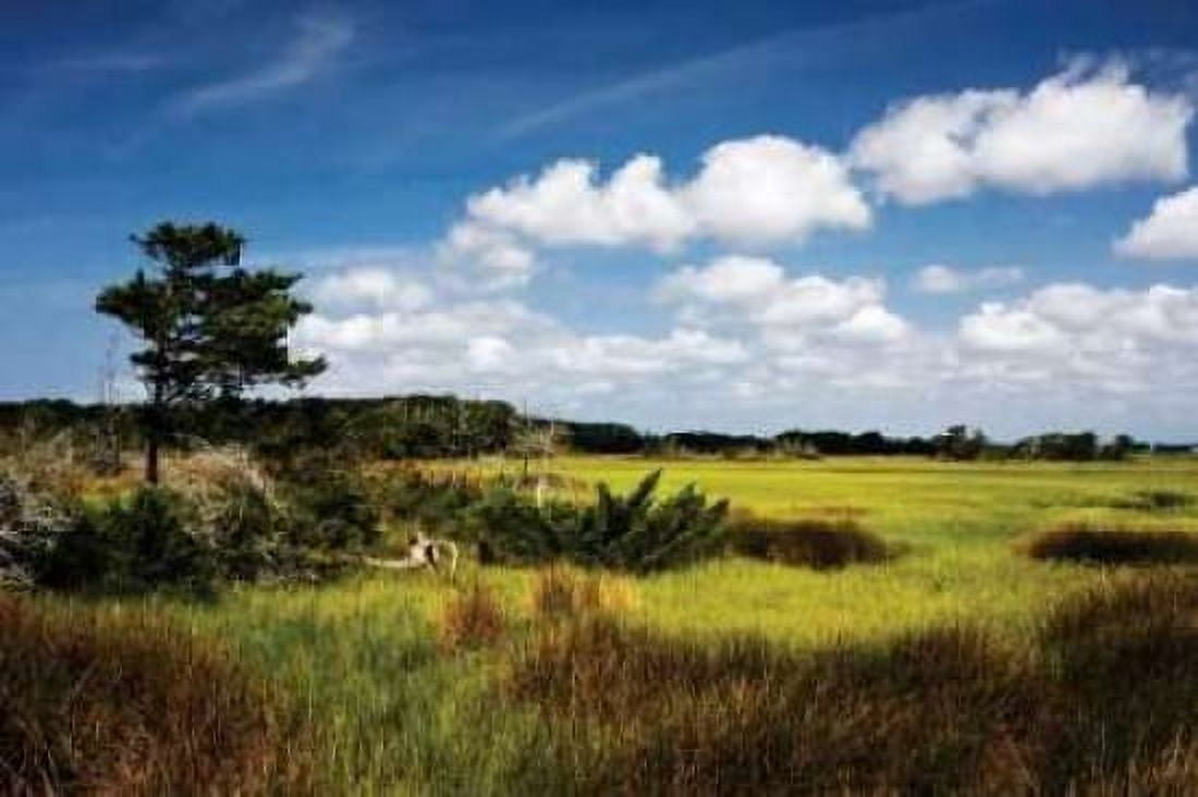 Marshland I Canvas Art - Alan Hausenflock (20 x 28)