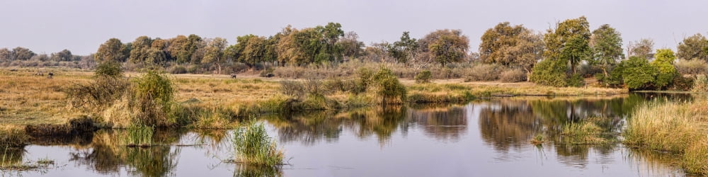 Marshland Kings Pool Camp Linyanti Okavango Delta Botswana Canvas Art - Panoramic Images (48 x 12)