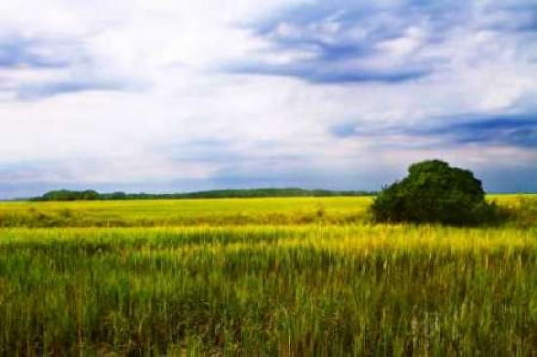 Marshland Storm II Canvas Art - Alan Hausenflock (20 x 28)