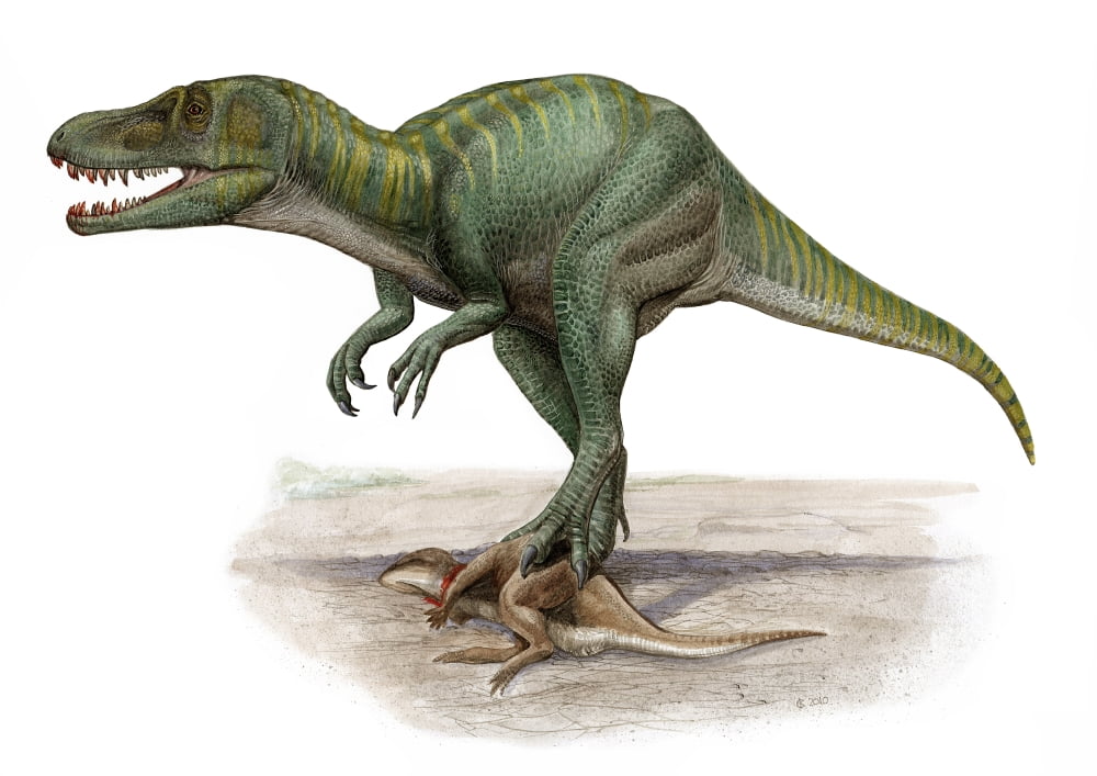 Marshosaurus bicentesimus a prehistoric era dinosaur Canvas Art - Sergey KrasovskiyStocktrek Images (17 x 12)