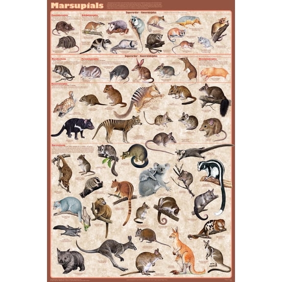 Marsupials Educational Poster 24x36