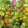 thumbnail image 1 of Martagon Hybrid Lily Mix Flower Bulbs - 3 Bulbs per Pack - Good as Cut Flowers - Naturalizing - Perennializing - Easy to Grow Live Plants - Outdoor Garden, 1 of 5