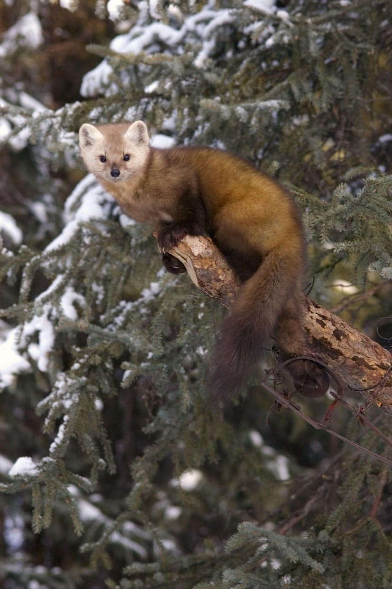 Marten Caught In Leg Trap On Hutinana Creek Near Manley Alaska Interior Winter Canvas Art - Matt Hage Design Pics (22 x 34)