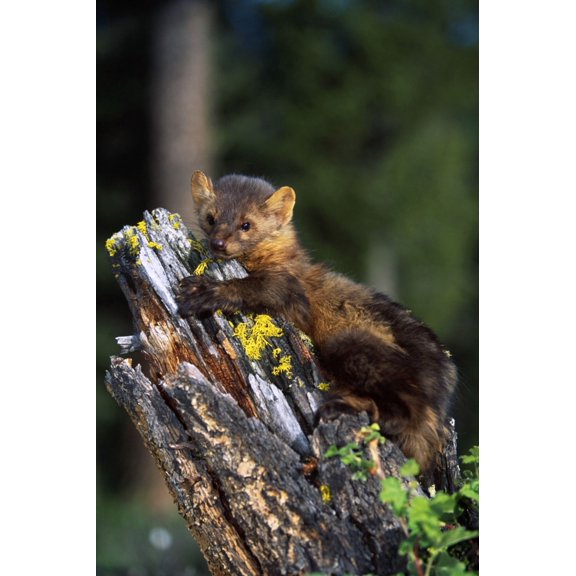 Marten (Martes Americana) On Mossy Tree Stump Canvas Art - Natural Selection David Ponton Design Pics (24 x 36)