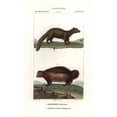 thumbnail image 1 of Marten, Martes Martes, And Wolverine, Gulo Gulo Poster Print By ® Florilegius Mary Evans (18 X 24), 1 of 4