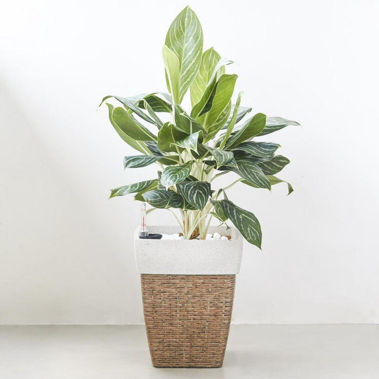 Marta Small Rattan Plant Basket