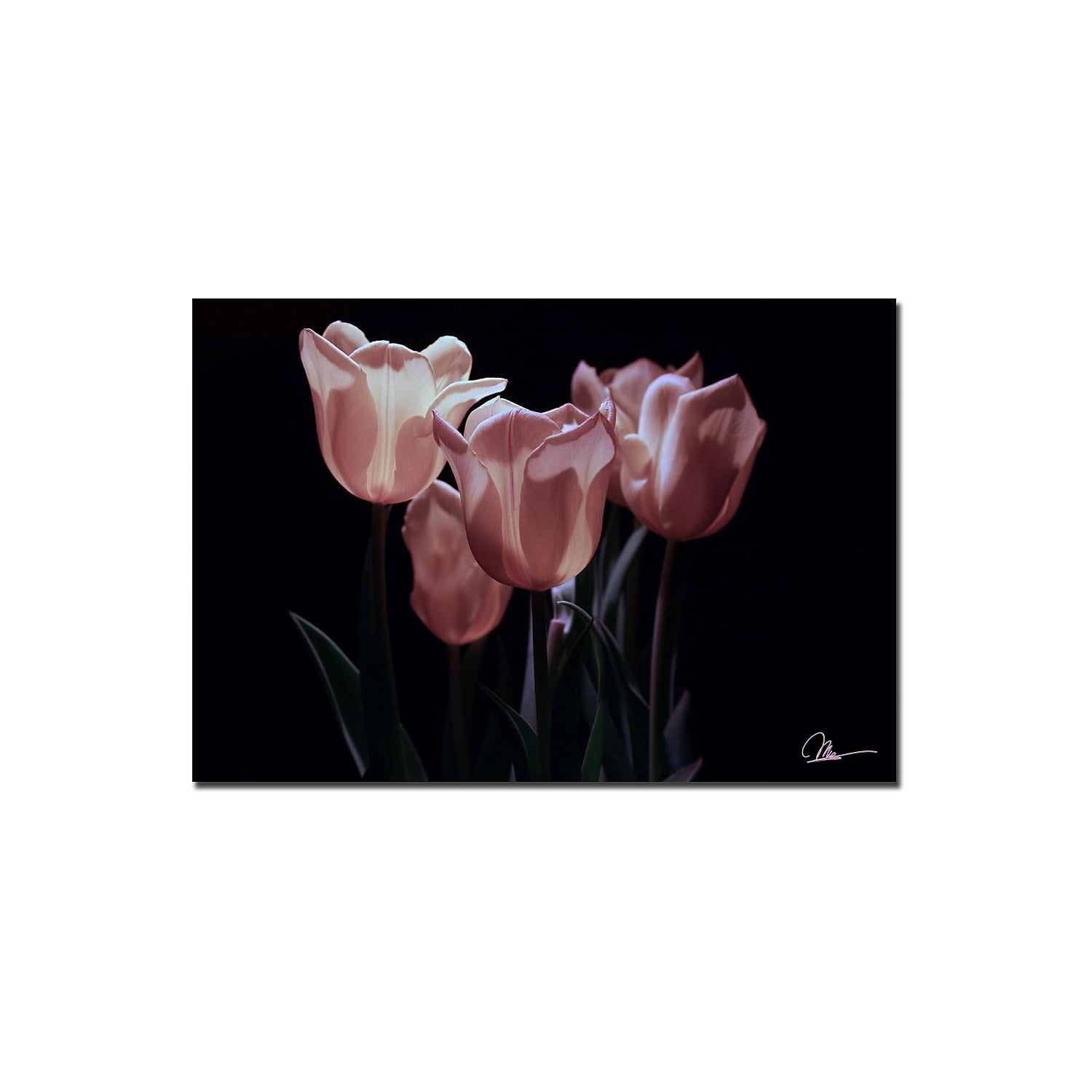 Martha Guerra, 'Pink Blooms II' Canvas Art