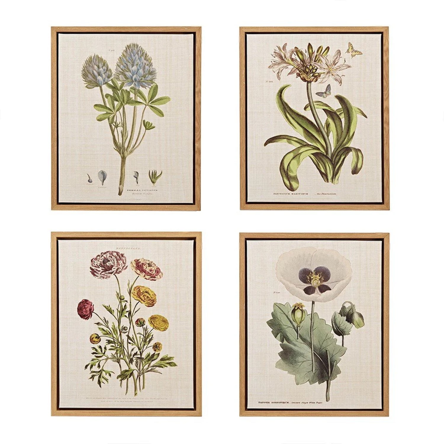 Herbal Botany 4-Piece Framed Canvas Wall Art Set with Botanical Illustrations