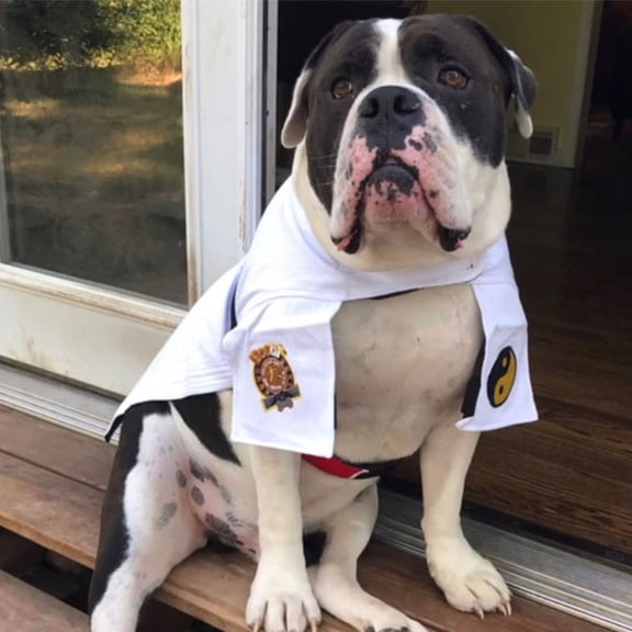 Martial Arts Uniform for Dogs - Real Martial Arts Uniform for dogss with a Real Black Belt Size XXLarge