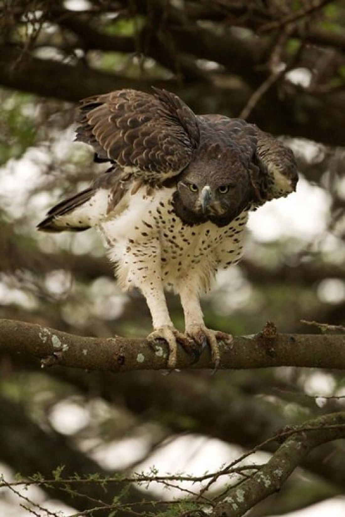 Martial Eagle Gol Kopjes Serengeti National Park Tanzania Canvas Art - Joe & Mary Ann McDonald DanitaDelimont (11 x 16)
