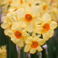 thumbnail image 1 of Martinette Daffodil Flower Bulbs - 5 Bulbs per Pack - Pleasantly Scented - Deer Resistant - Good as Cut Flowers - Grows Well In Containers - Perennializing - Grow Indoors or Outdoors –, 1 of 8