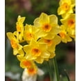 thumbnail image 1 of Martinette Jonquilla Daffodil - 10 bulbs, 1 of 3