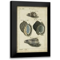 Martini 11x14 Black Modern Framed Museum Art Print Titled - Vintage Shell Study III