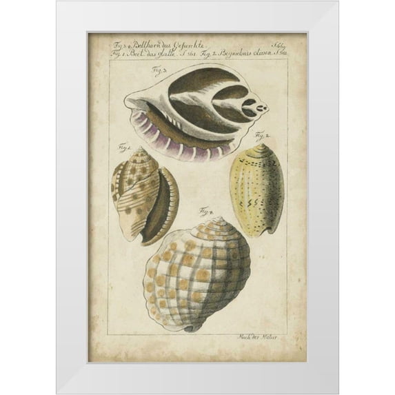 Martini 17x24 White Modern Wood Framed Museum Art Print Titled - Vintage Shell Study I