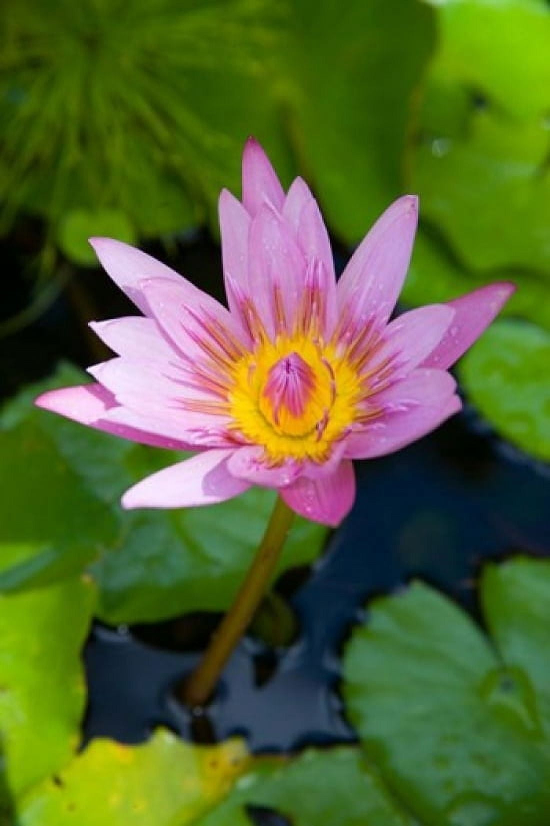 Martinique West Indies Water lily flower Canvas Art - Scott T Smith DanitaDelimont (24 x 36)