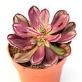 thumbnail image 1 of Maruba Benitsukasa Plant - 3 Live Starter Plants in 2 Inch Growers Pots - Echeveria Benitsukasa - Rare and Beautiful Easy Care Succulent, 1 of 7
