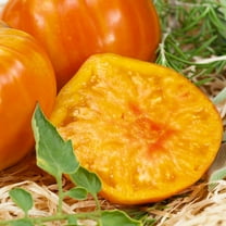 Marvel Stripe Tomato Seeds - 300 Mg Packet ~65 Seeds - Non-GMO, Heirloom - Vegetable Garden - Solanum lycopersicum