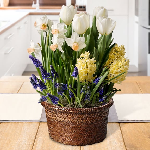 Marvelous Indoor Potted Bulb Garden - Simply Water and Flowers Open in 3-6 Weeks - Pleasantly Scented - Grows Well In Containers - Gift Ready Flower Bulbs