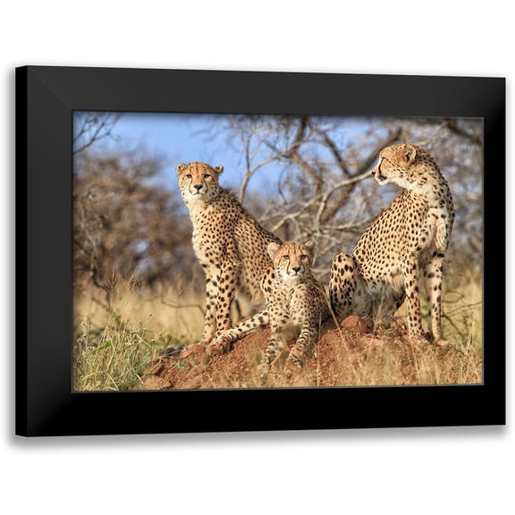 Marx, Jaco 14x11 Black Modern Framed Museum Art Print Titled - Trio