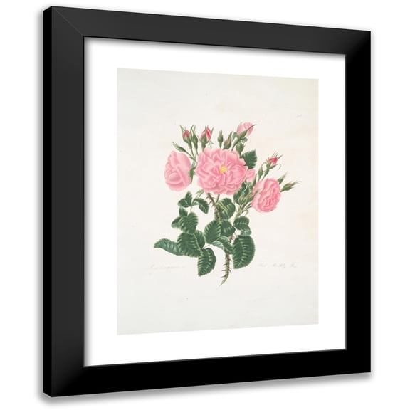 Mary Lawrance 11x14 Black Modern Framed Museum Art Print Titled - Rosa Damascena (1799)