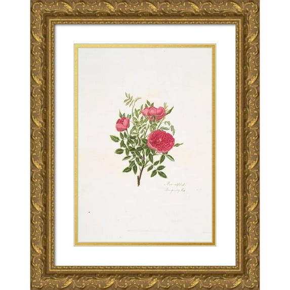Mary Lawrance 11x14 Gold Ornate Wood Frame and Double Matted Museum Art Print Titled - Rosa Centifolia5 (1799)