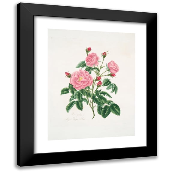 Mary Lawrance 12x14 Black Modern Framed Museum Art Print Titled - Gallic Rosa (1799)