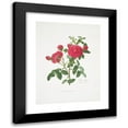 thumbnail image 1 of Mary Lawrance 12x14 Black Modern Framed Museum Art Print Titled - Rosa Centifolia3 (1799), 1 of 1