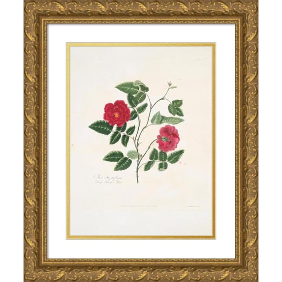 Mary Lawrance 14x18 Gold Ornate Wood Frame and Double Matted Museum Art Print Titled - Rosa Semperflorens (1799)