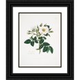 thumbnail image 1 of Mary Lawrance 15x18 Black Ornate Wood Framed Double Matted Museum Art Print Titled - Rosa Alba2 (1799), 1 of 5