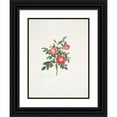 thumbnail image 1 of Mary Lawrance 15x18 Black Ornate Wood Framed Double Matted Museum Art Print Titled - Rosa Carolina3 (1799), 1 of 5