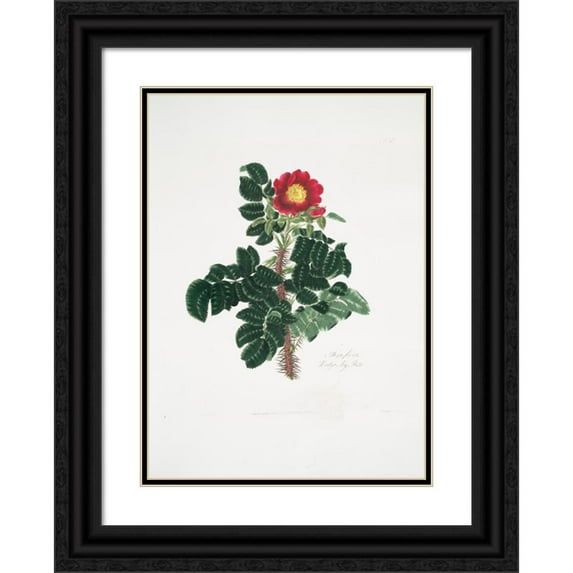 Mary Lawrance 18x24 Black Ornate Framed Double Matted Museum Art Print Titled: Rosa Ferox (1799)