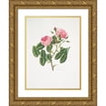 thumbnail image 1 of Mary Lawrance 19x24 Gold Ornate Framed and Double Matted Museum Art Print Titled - Provincialis4 Rosa (1799), 1 of 4