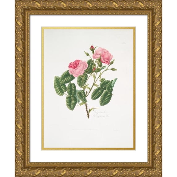 Mary Lawrance 19x24 Gold Ornate Framed and Double Matted Museum Art Print Titled - Provincialis4 Rosa (1799)