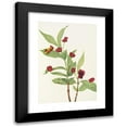 thumbnail image 1 of Mary Vaux Walcott 11x14 Black Modern Framed Museum Art Print Titled - Bearberry Honeysuckle. (Lonicera Involucrata) (1925), 1 of 5
