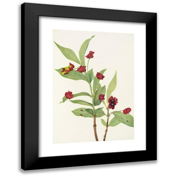 Mary Vaux Walcott 11x14 Black Modern Framed Museum Art Print Titled - Bearberry Honeysuckle. (Lonicera Involucrata) (1925)
