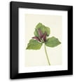 thumbnail image 1 of Mary Vaux Walcott 11x14 Black Modern Framed Museum Art Print Titled - Giant Trillium. Trillium Chloropetalum (1925), 1 of 5