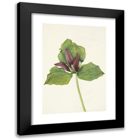 Mary Vaux Walcott 11x14 Black Modern Framed Museum Art Print Titled - Giant Trillium. Trillium Chloropetalum (1925)