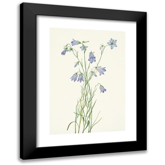 Mary Vaux Walcott 11x14 Black Modern Framed Museum Art Print Titled - Harebell. Campanula Rotundifolia (1925)