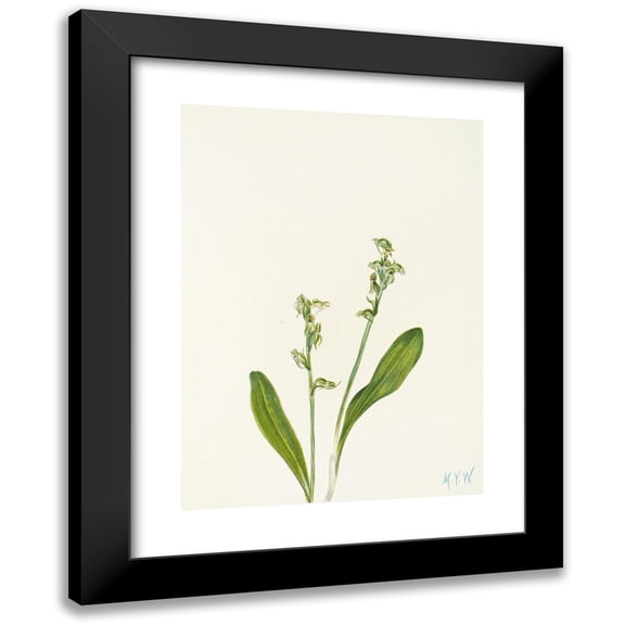 Mary Vaux Walcott 11x14 Black Modern Framed Museum Art Print Titled - One-Leaf Bog-Orchid. (Renaria Blunt) (1925)