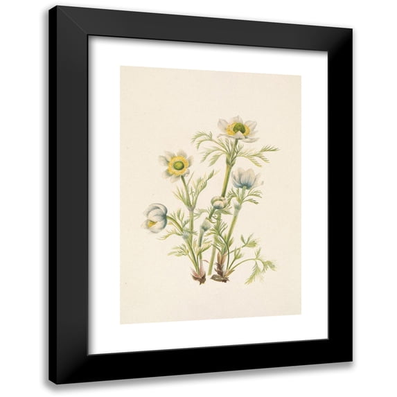 Mary Vaux Walcott 11x14 Black Modern Framed Museum Art Print Titled - Plume Anemone (Flower). Pulsatilla Occidentalis (1925)