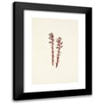 thumbnail image 1 of Mary Vaux Walcott 11x14 Black Modern Framed Museum Art Print Titled - Red Pinesap. Hypopitys Lanuginosa (1925), 1 of 5