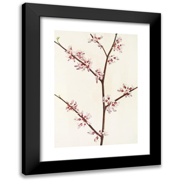 Mary Vaux Walcott 11x14 Black Modern Framed Museum Art Print Titled - Redbud. (Cercis Canadensis) (1925)