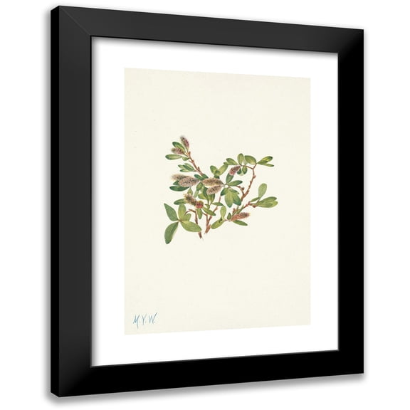 Mary Vaux Walcott 11x14 Black Modern Framed Museum Art Print Titled - Rock Willow. Salix Petrophila (1925)