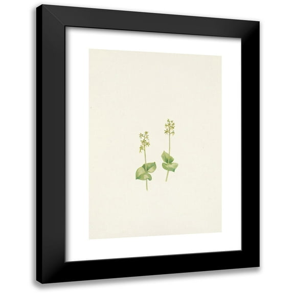 Mary Vaux Walcott 11x14 Black Modern Framed Museum Art Print Titled - Rocky Mountain Twayblade. Ophrys Nephrophylla (1925)